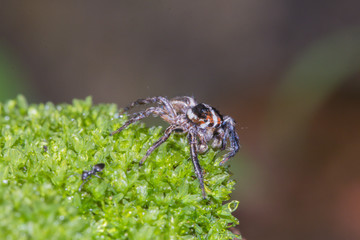 A jumping spider in nature background.macro spider,eyes focus.