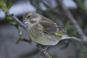 European greenfinch (Chloris chloris)