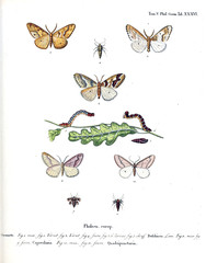 Illustration of butterflies