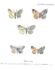 Fototapeta na wymiar Illustration of butterflies