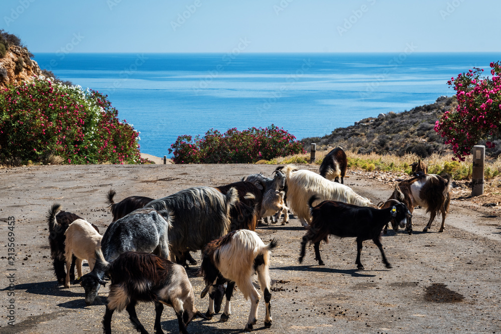 Sticker goat in crete