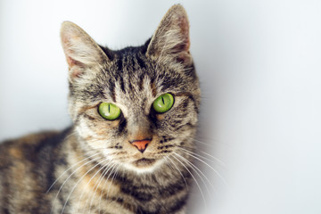 beautiful gray cat with green eyes