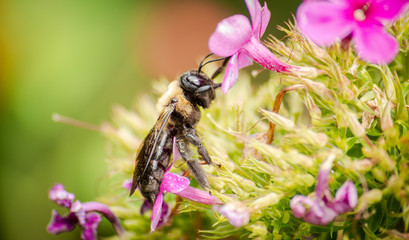 Climbing Bumblebee