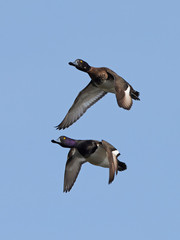 Tufted duck (Aythya fuligula)