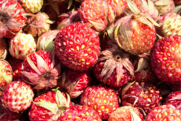  Strawberry macro
