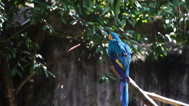 blue and yellow macaw bird.