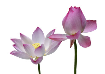 Obraz na płótnie Canvas pink lotus isolated on white
