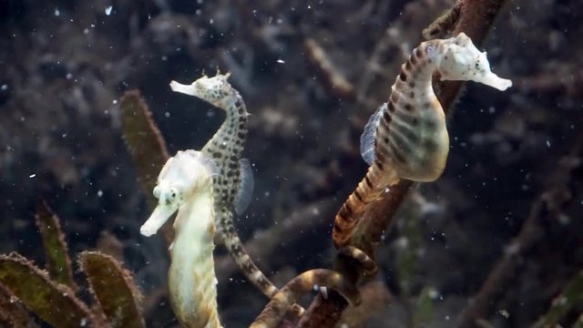 Three SeaHorses relaxing in the open water, with their Tails attached to a branch.
