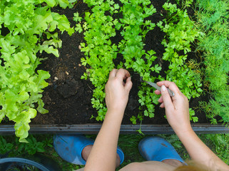 Woman working on vegetables bed