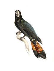 illustration of animal