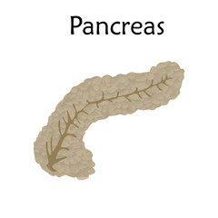 Pancreas. Anatomy vector illustration. White background.