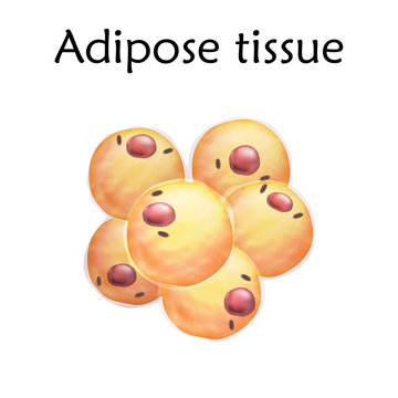 Adipose tissue. Anatomy vector realistic illustration. White background.
