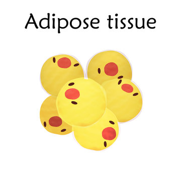 Adipose tissue. Anatomy vector illustration. White background.