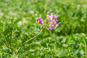 Purple flowers of potatoes on a plantation at selective focus