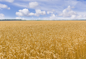 Field of the ripe wheat against of the sky