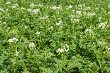 Plantation of the flowering potatoes at selective focus