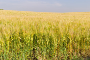 Edge of the barley field against of the sky