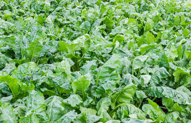 Naklejka premium Fragment of the sugar beet plantation