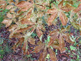 infected tree leaves