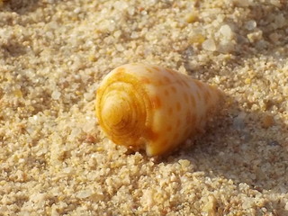 Muschel am Roten Meer