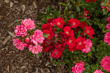 Image of Roses