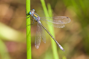 A Scarce Emerald Damselfly, Lestes dryas, in the summer sun. 