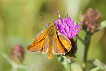 A Large Skipper butterfly,Ochlodes sylvanus, feeding on a thistle in the summer sunshine. 