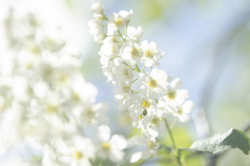 White flower