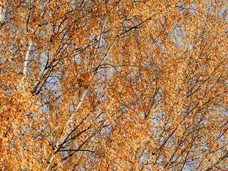 The pattern of yellow foliage on a birch. Autumn nature background.