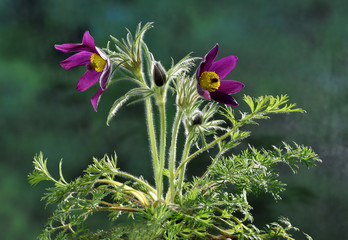 Kuechenschelle; Gemeine Kuechenschelle; Pulsatilla vulgaris;