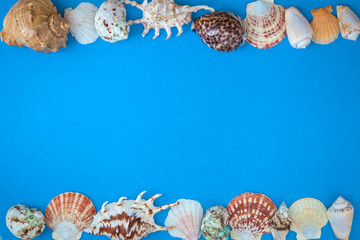 top view sea shells frame and starfish round empty blue  board