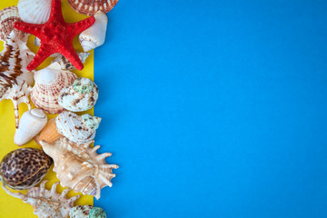 top view sea shells frame and starfish round empty blue  board