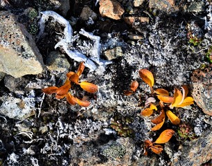 Stone Growth