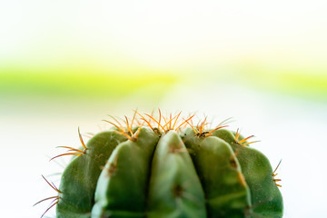 close up view of green cactus.potted green cactus house plant on wooden desk.small beautiful potted cactus.