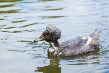 Close-up portrait of a  green duck  on a  river on a warm summer day