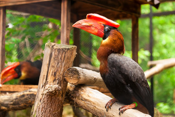 Close-up portrait of a brown parrot  hydrocorax buceros with a red beak and blue eyes with no branch of a tree