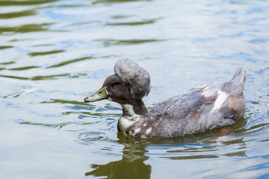 Close-up portrait of a  green duck  on a  river on a warm summer day