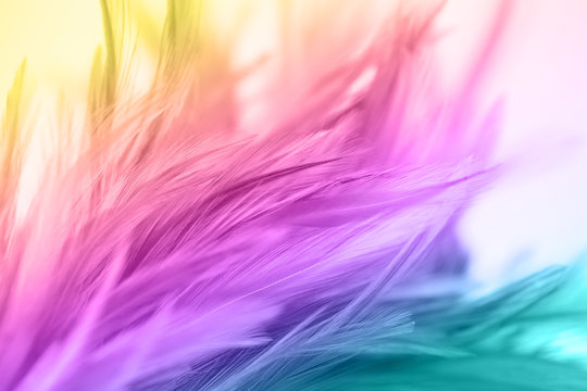 Colorful chicken feathers in soft and blur style for the background. bird texture