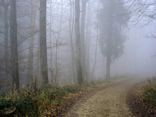 Naklejka premium Nebelwald