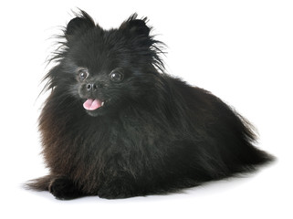 Obraz premium black pomeranian in studio