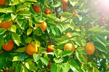 Orange tree with ripe orange fruit. A big crop in the season citrus.. A continuous cycle of...