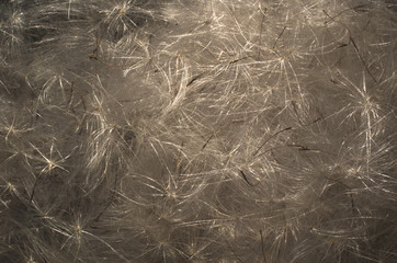 abstract background of fluffy dandelions