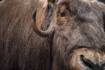 stuffed wild yak