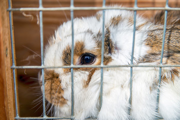 Naklejka premium Imprisoned Rabbit 