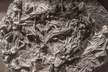 Dinosaur fossil in rock