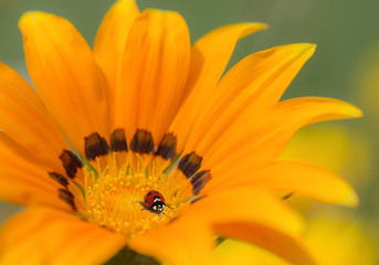 yellow flower