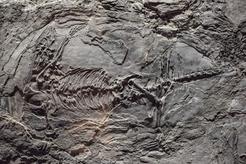 Dinosaur fossil in rock