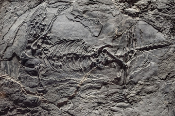 Dinosaur fossil in rock
