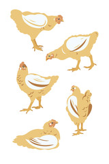 Chicken broiler set. Poultry, Farming, Livestock raising. Vector illustration.