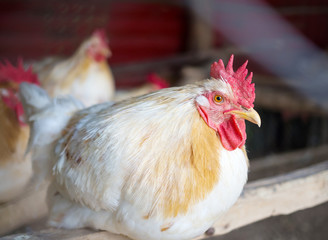 Closeup white chicken in farm